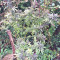 Congo x Kali China Seeds