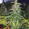 Dr. Grinspoon (Barney's Farm)