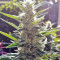 Durban Seeds (CannaBioGen)