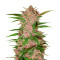 Fastberry Auto (Fast Buds)