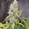 Semi femminizzati Golden Berry