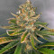 Graines de cannabis Hawaiian Snow x Wedding Cake x Gelato 33 (GHS)