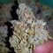 Head Stash Auto Seeds