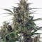 Head Stash Auto feminized seeds