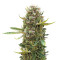 King Kong feminized seeds