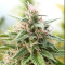 Malawi Breeders Pack Seeds