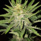 Semi femminizzati Monster Bruce Banner