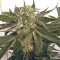 Panama regular seeds