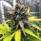 Graines féminisées de Purple Lemonade Auto (Fast Buds)