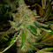 Rockbud feminized seeds
