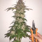 Graines de cannabis Speedy Chile Fast Flowering (RQS)