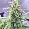 Strawberry Gum feminized seeds
