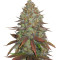 Graines de cannabis JillyBean regular (TGA Subcool Seeds / SubCool’s The Dank)