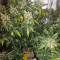 Super Skunk Seeds (Seedstockers)