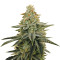 Graines de cannabis Tha Melon Regular (Karma Genetics)