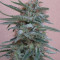 Tikal Seeds - Cannabis Strain Seeds for Sale