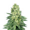 White Widow (White Label)