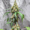 Black Herer Autoflower Feminized Seeds (Easy Grow Seeds)
