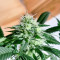 Blue Zushi Feminized Seeds (Original Sensible Seeds)