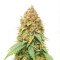 Blue Cheese strain