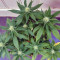 Critical + 2.0 (Dinafem Seeds)