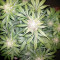 Cropical Fruit Auto feminized seeds
