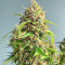 Gelato Auto strain