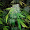 Ghost Train Haze x Pellezino (Herbies Seeds)