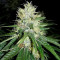 Sementes Feminizadas de Jack Herer (Seedkeepers)