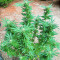 Semi femminizzati Kali Banner (AlphaFem Seeds)