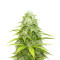 OG Kush x Diesel (Herbies Seeds)
