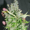 Purple Haze 1 feminized seeds