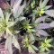 Gelato x Girl Scout Cookies (Herbies Seeds)