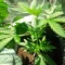 West Coast O.G. Seeds