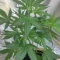 West Coast O.G. Seeds