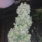 Original Auto Sour Diesel fem: sementes para venda, informações de cepas e avaliações de clientes