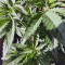 Purple Punch OG Seeds (Sweet Seeds) - Cannabis Strain Seeds for Sale
