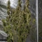 Godzilla Cookies Auto จาก Herbies Seeds