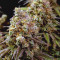 Vente de graines de cannabis White Widow (Dutch Passion)