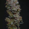 Cream Mandarine XL Seeds