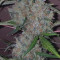 Original Auto White Widow (Fast Buds)