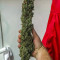 Compre sementes feminizadas CBD Auto 20: 1 da Fast Buds