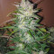 Compre sementes feminizadas Smoothie Auto da Fast Buds