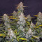 Compre sementes feminizadas Smoothie Auto da Fast Buds