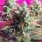Bubblegum XL Seeds - Cannabis Strain Seeds for Sale