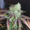 White Widow feminized seeds for sale by Seedstockers