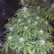 Buy Auto Brooklyn Sunrise feminized seeds by Dutch Passion