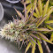 Caramelo Early Version Seeds (Delicious Seeds) - Cannabis Strain Seeds for Sale