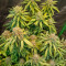 Amnesia Seeds (Seedstockers) - Cannabis Strain Seeds for Sale