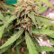 Buy Girl Scout Cookies Autoflower feminized seeds by Seedstockers